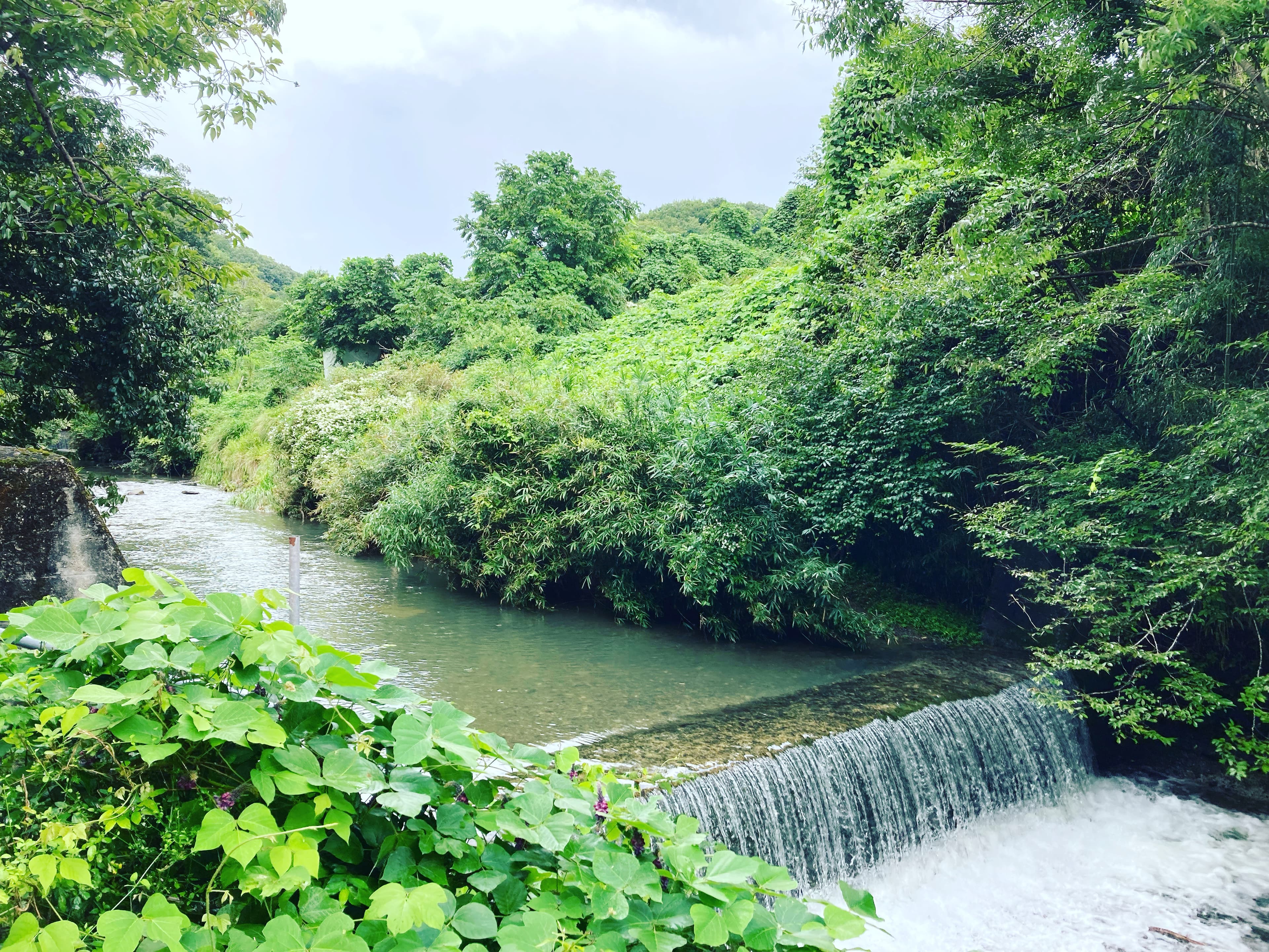 里山の清流と緑の風景