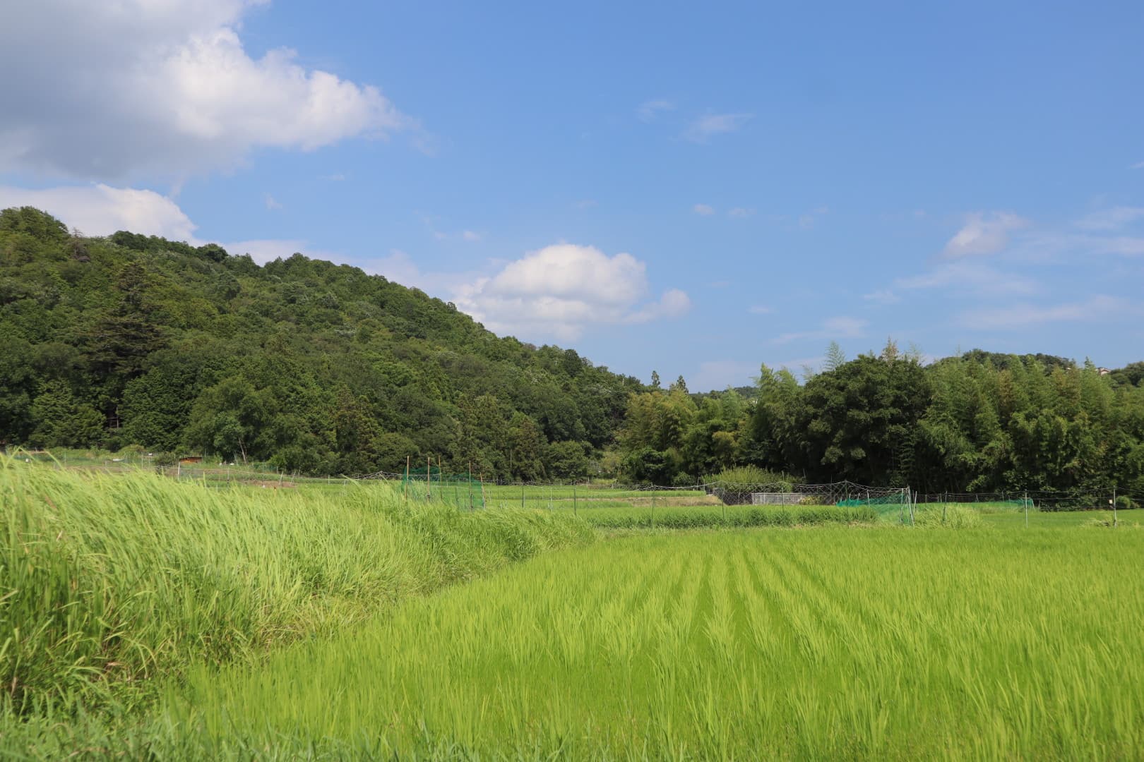 Rice fields and satoyama hills in Kawanishi